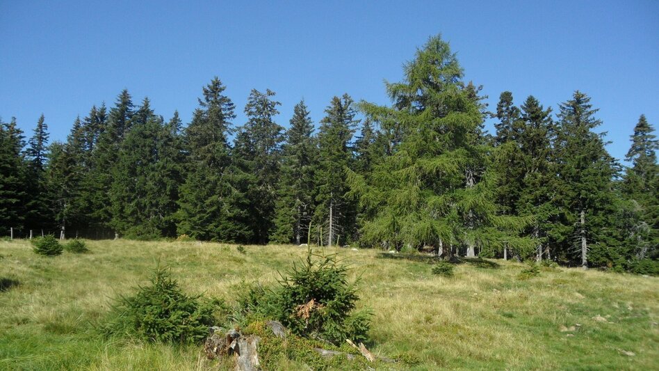 Hiking route 3-Almhüttenwanderung - Touren-Impression #2.9 | © Region Graz