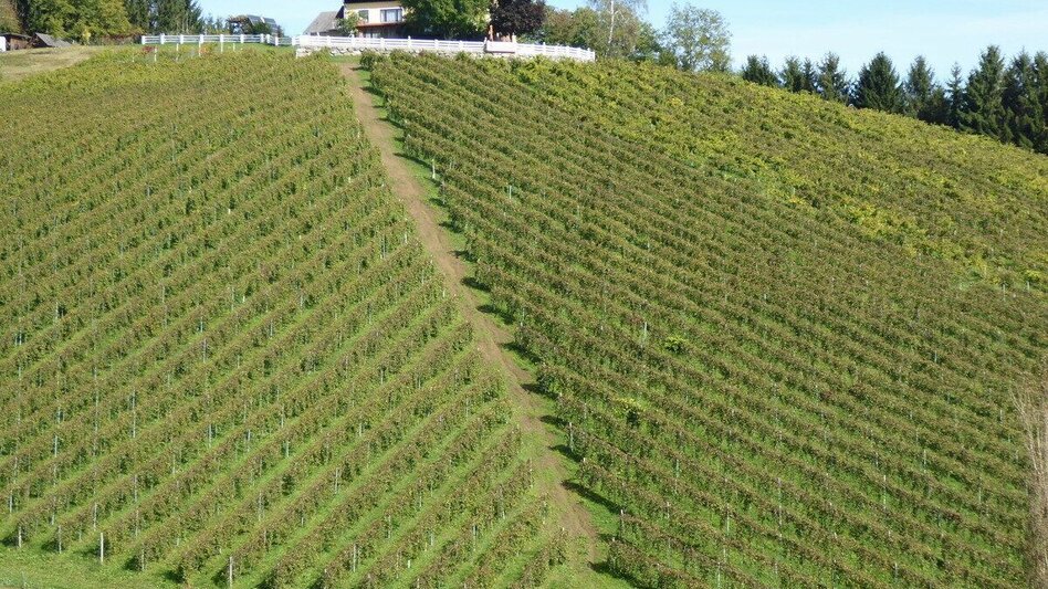 Wanderung Greith-Wege St. Ulricher Rundweg - Touren-Impression #2.1 | © TV Südsteiermark/Christian Heugl