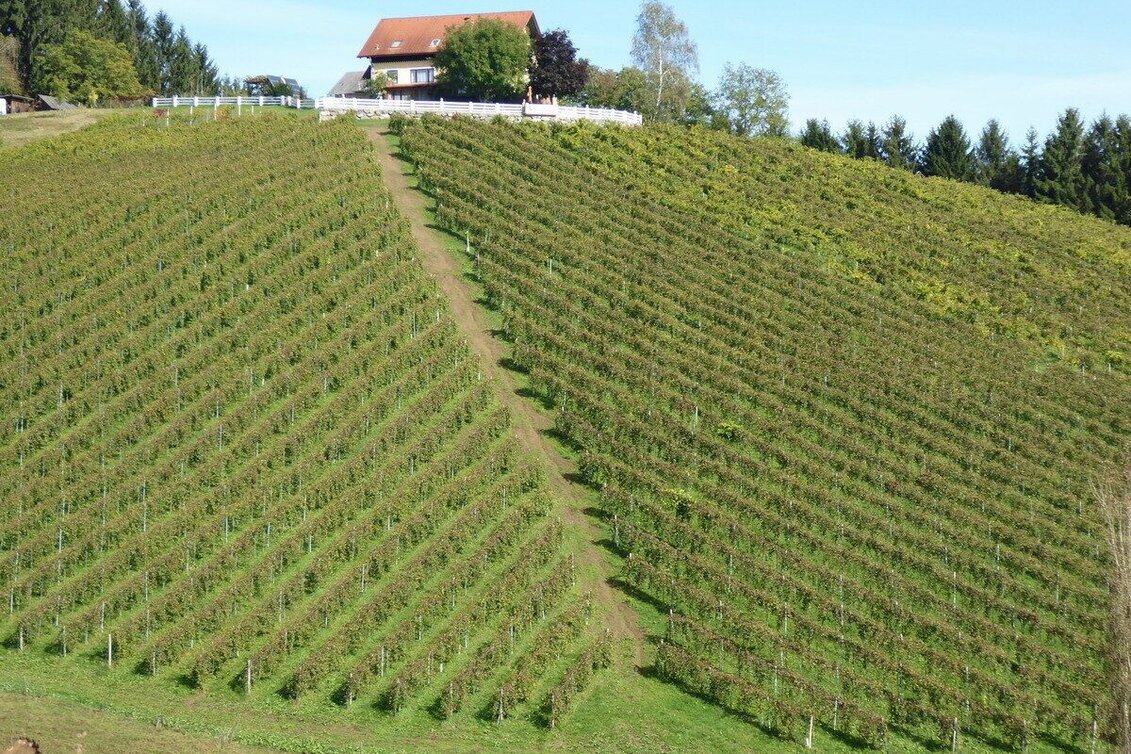 Wanderung Greith-Wege St. Ulricher Rundweg - Touren-Impression #1 | © TV Südsteiermark/Christian Heugl
