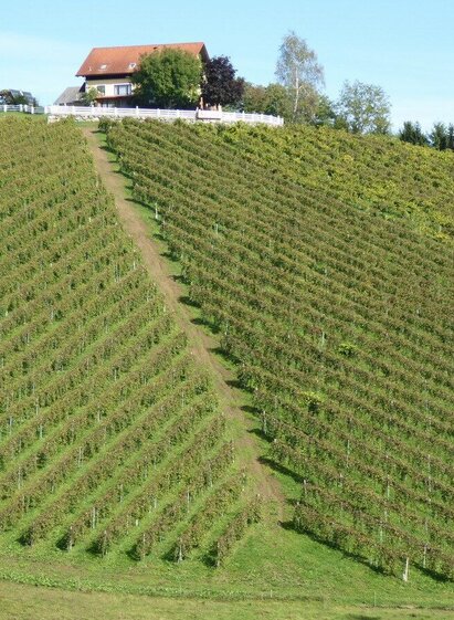 Ein Wein in jeder Lage. | © TV Südsteiermark/Christian Heugl | Christian Heugl | © TV Südsteiermark/Christian Heugl