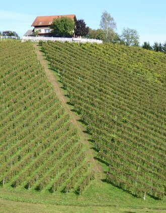 Ein Wein in jeder Lage. | Christian Heugl | © TV Südsteiermark/Christian Heugl