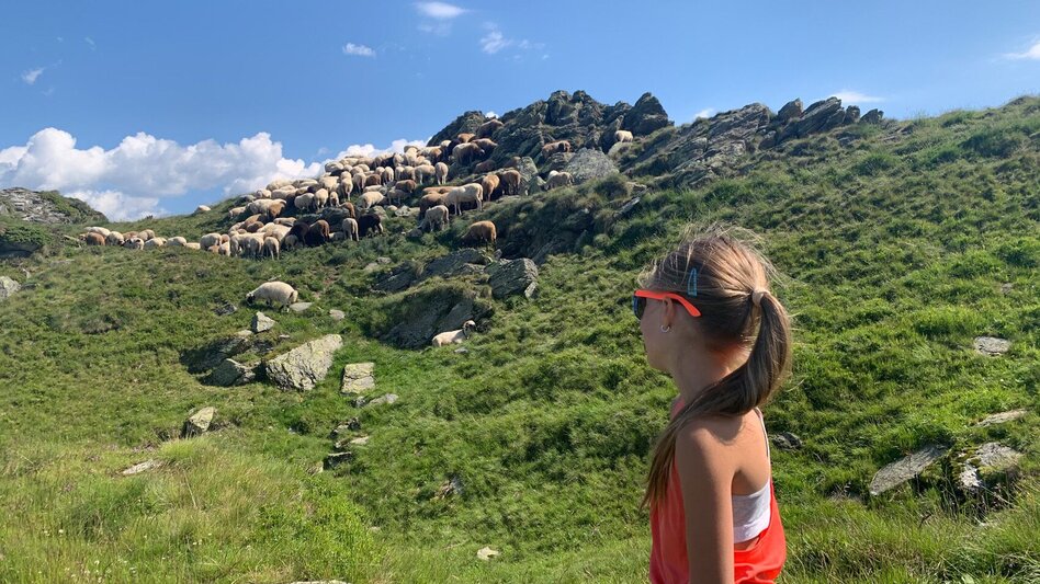 Wanderung Schafsinn-Rundweg am Hauser Kaibling - Touren-Impression #2.1 | © Erlebnisregion Schladming-Dachstein