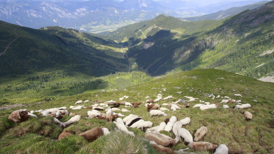 Wanderung Schafsinn-Rundweg am Hauser Kaibling - Touren-Impression #2.14 | © © www.schafsinn.at