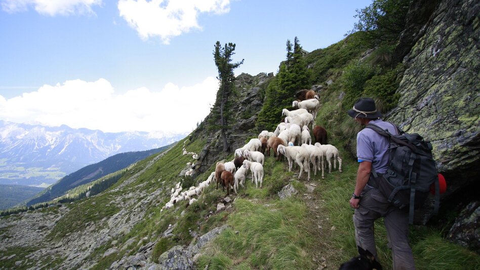 Wanderung Schafsinn-Rundweg am Hauser Kaibling - Touren-Impression #2.15 | © © www.schafsinn.at