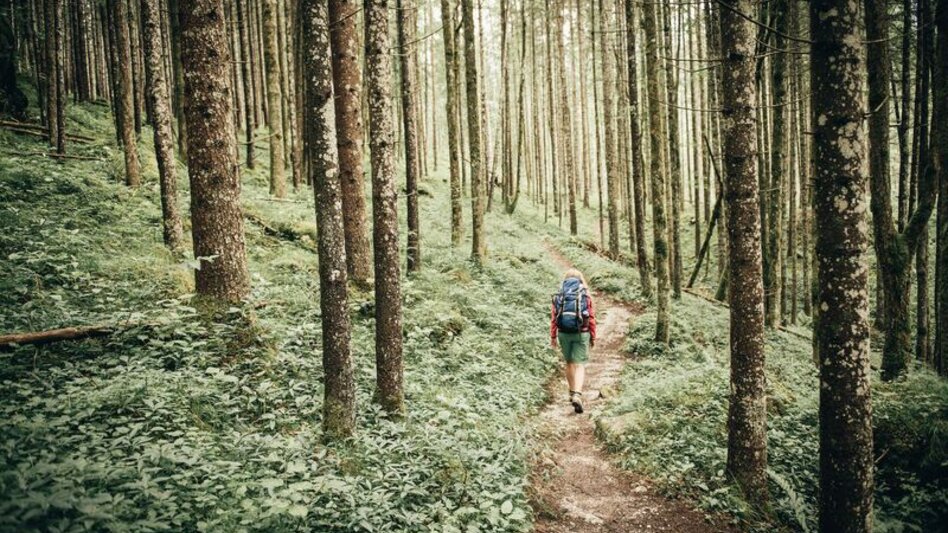 Hiking route From the Gesäuse National Park via the Ennstalerhütte into the Eisenwurzen Nature Park - Touren-Impression #2.5 | © TV Gesäuse