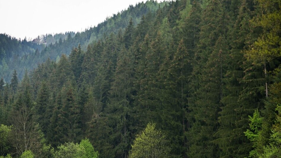 Mountainbike K4 - Herzogberg-Tour (Mountainbikestrecke Kindberg - Touren-Impression #2.2 | © TV Hochsteiermark