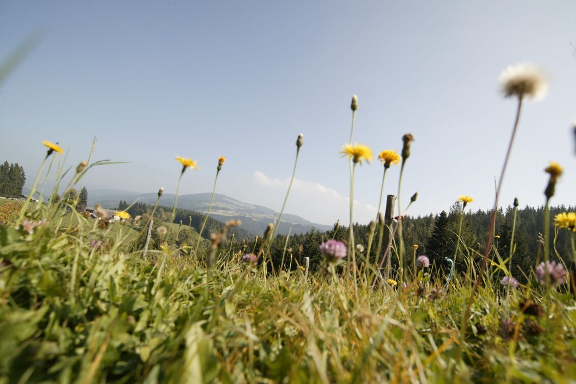 Wanderung Fischbacher Spazierweg, Fischbach - Touren-Impression #1 | © Oststeiermark Tourismus