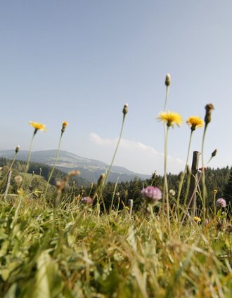 blühende Bergwiesen rund um Fischbach | © Oststeiermark Tourismus