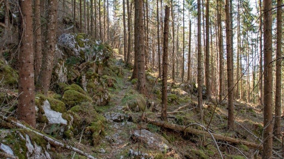 Hiking route Akogelrunde von Palfau - Touren-Impression #2.3 | © TV Gesäuse