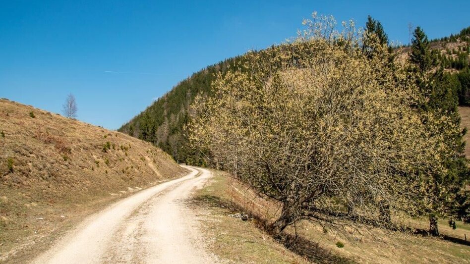 Hiking route Akogelrunde von Palfau - Touren-Impression #2.11 | © TV Gesäuse