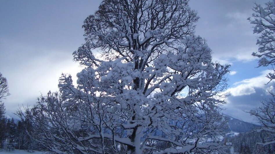 Winter Hiking Buchenweg - Touren-Impression #2.1 | © Erlebnisregion Schladming-Dachstein