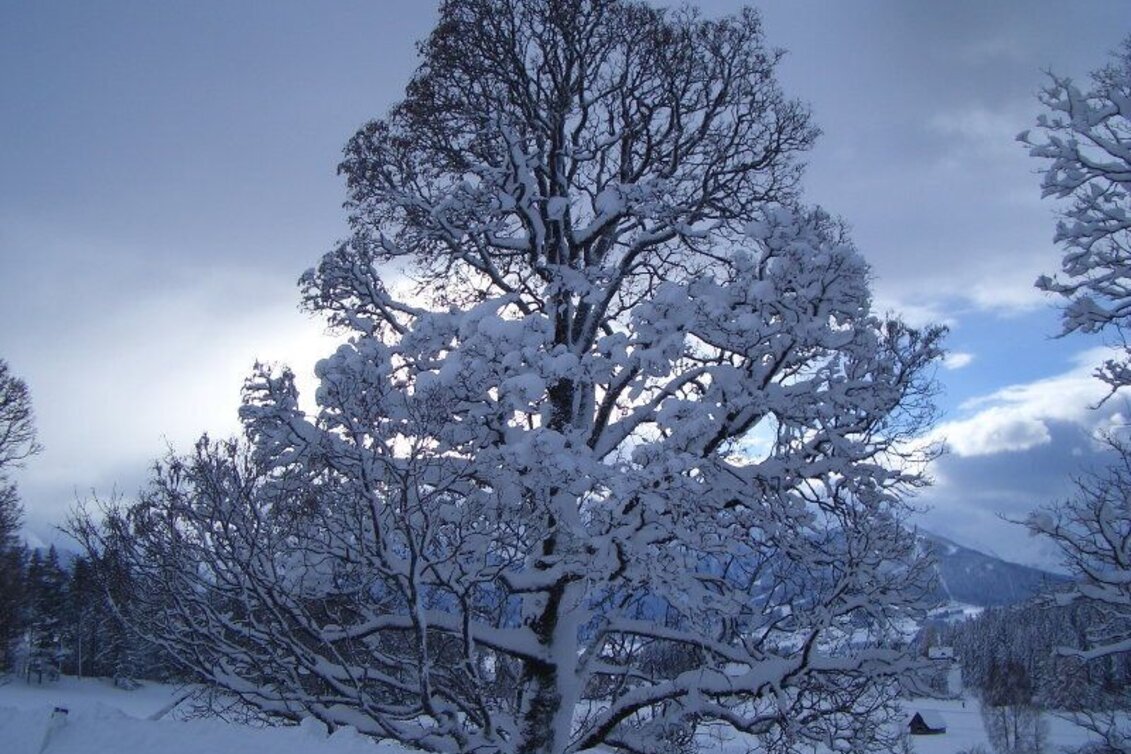 Winter Hiking Buchenweg - Touren-Impression #1 | © Erlebnisregion Schladming-Dachstein