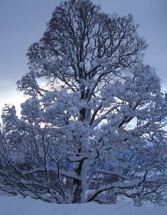 buchenweg_img_1954844 | Tourismusverband Ramsau am Dachstein | © Erlebnisregion Schladming-Dachstein