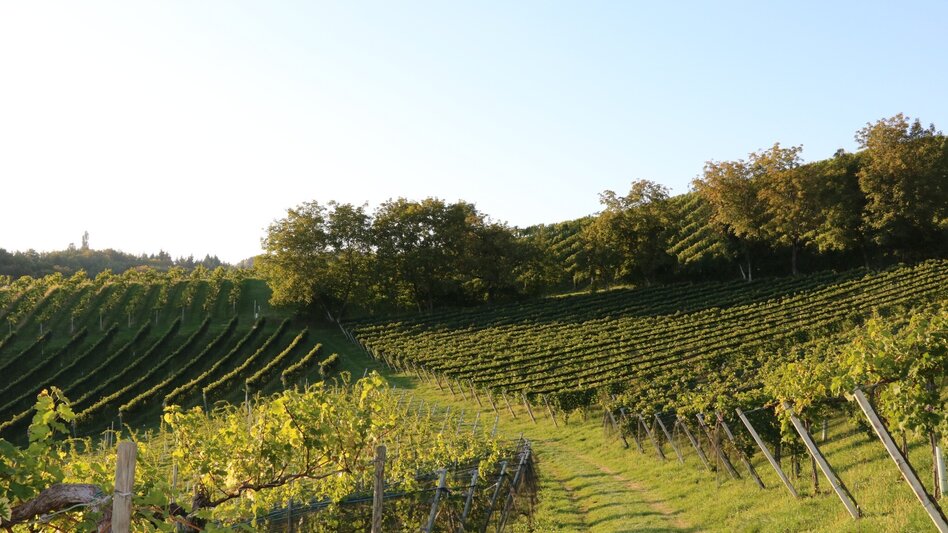 Wanderung Kulinarische Weinbergwanderung  - Touren-Impression #2.4 | © Elisabeth Temmel