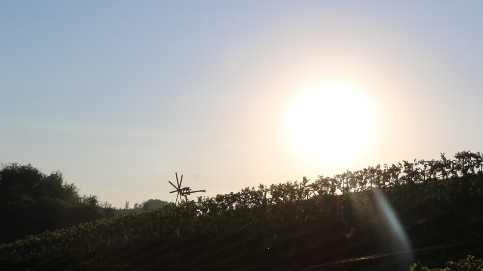 Wanderung Kulinarische Weinbergwanderung  - Touren-Impression #2.5 | © Elisabeth Temmel