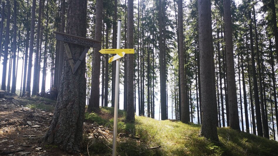 Hiking route From Mürzzuschlag to the Große Scheibe - Touren-Impression #2.2 | © TV Hochsteiermark