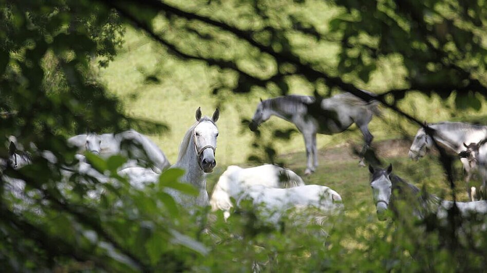 Wanderung Wanderung rund um das Lipizzanergestüt Piber (8) - Touren-Impression #2.5 | © TV Lipizzanerheimat
