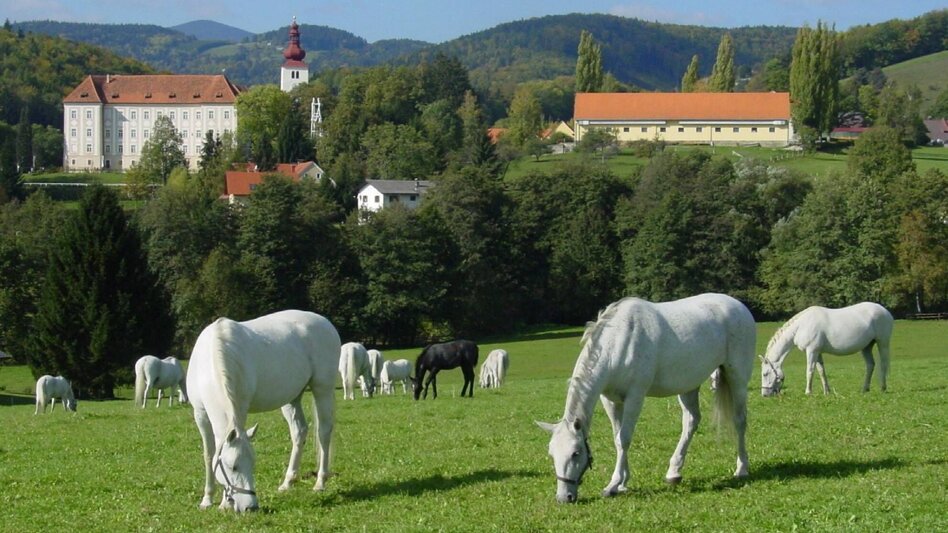 Wanderung Wanderung rund um das Lipizzanergestüt Piber (8) - Touren-Impression #2.11 | © SRS-Bundesgestüt Piber
