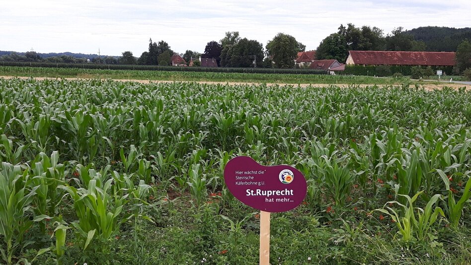 Bike Riding Käferbohnentour to Gleisdorf - Touren-Impression #2.8 | © Oststeiermark Tourismus