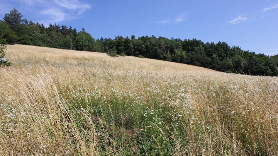 Wanderung Neudorf-Demmerkogel Runde Nr. 22 - Touren-Impression #2.3 | © Südsteiermark