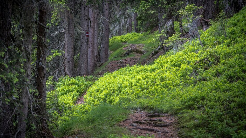 Hiking route From Hochwurzen to the village of Untertal - Touren-Impression #2.3 | © Gerhard Pilz - www.gpic.at