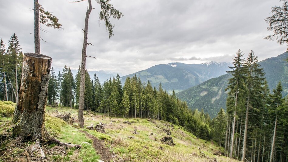 Hiking route From Hochwurzen to the village of Untertal - Touren-Impression #2.8 | © Gerhard Pilz