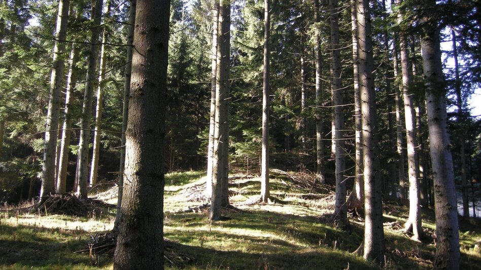 Hiking route To the fairytale meadow, Fischbach - Touren-Impression #2.1 | © Tourismus Fischbach, Marianne Dornhofer