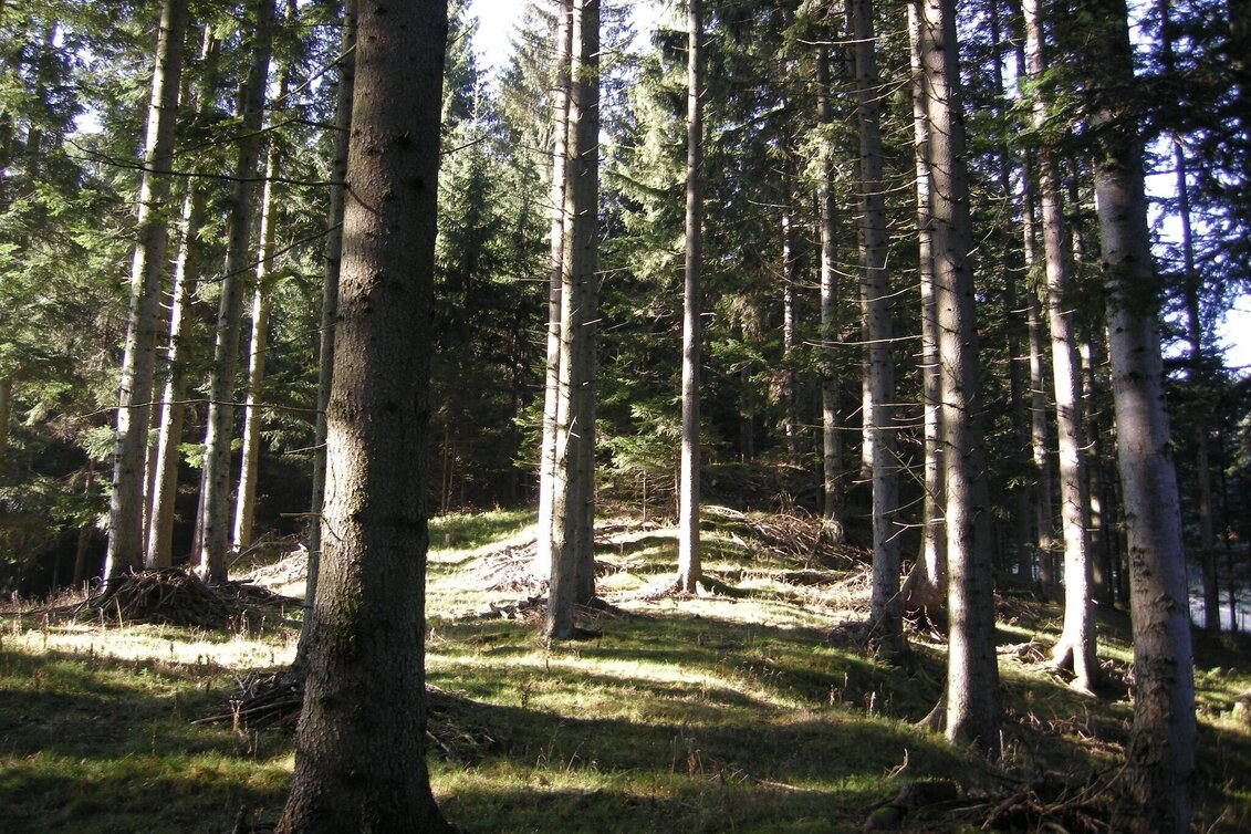 Hiking route To the fairytale meadow, Fischbach - Touren-Impression #1 | © Tourismus Fischbach, Marianne Dornhofer