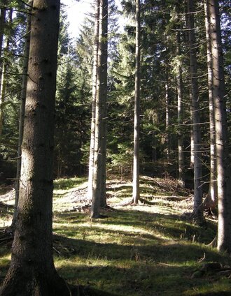 Wald - lichtdurchflutet | Marianne Dornhofer | © Tourismus Fischbach, Marianne Dornhofer