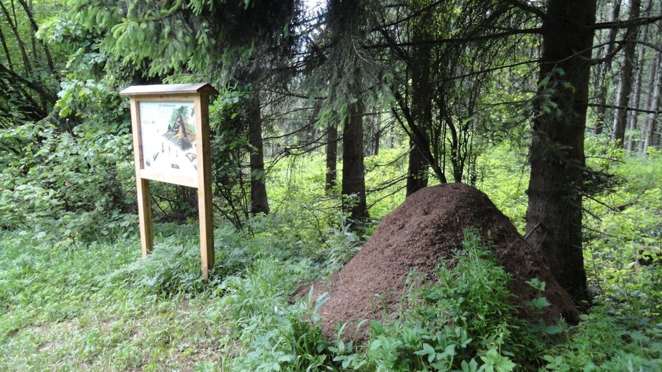 Themen- und Lehrpfad Naturlehrpfad Seegraben - Touren-Impression #2.3 | © Tourismusverband Leoben
