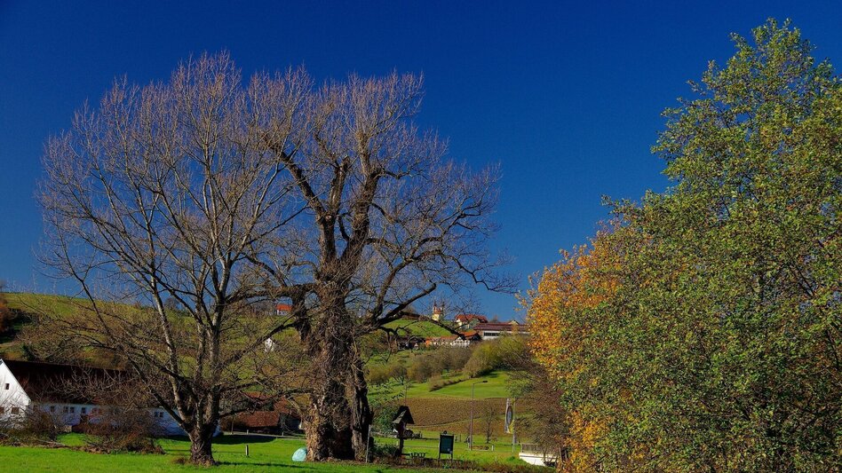 Bike Riding Riegersburg castle tour - FF 16 (Riegersburgtour) - Touren-Impression #2.2 | © Thermen- & Vulkanland