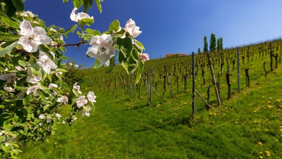 Hiking route Grubtaler Weg, Nr. 2 - Touren-Impression #2.1 | © TVB Südsteiermark/Harry Schiffer