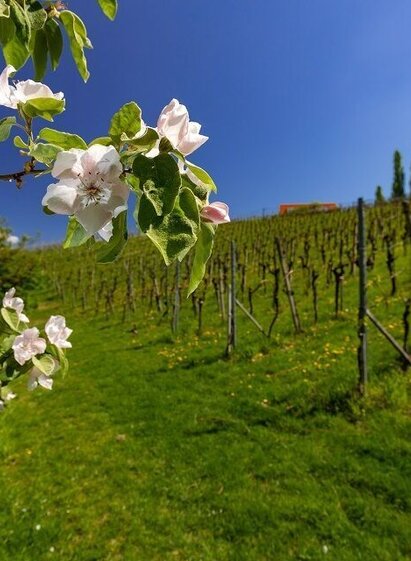 Landschaft Gamlitz | © TVB Südsteiermark/Harry Schiffer | Harry Schiffer | © TVB Südsteiermark/Harry Schiffer