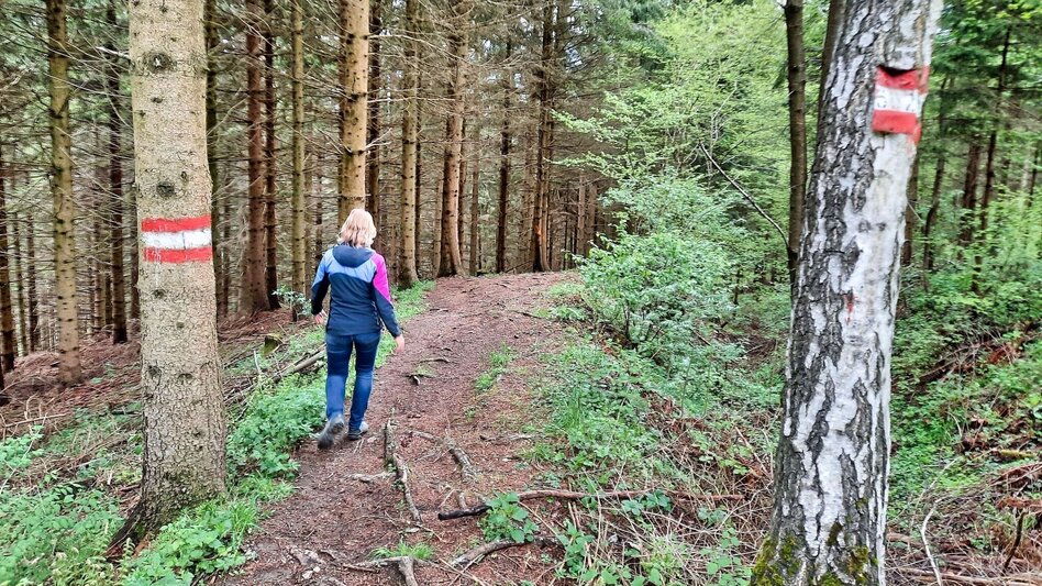 Hiking route Apfelberg Panorama Trail starting from Knittelfeld - Touren-Impression #2.7 | © Weges OG