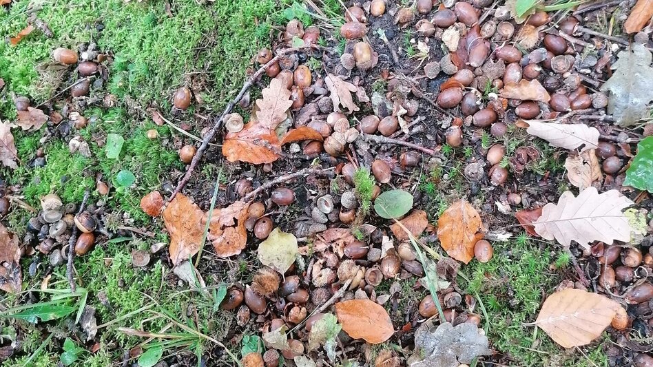 Themen- und Lehrpfad Weg der Besinnung - Touren-Impression #2.12 | © Erlebnisregion Thermen- & Vulkanland