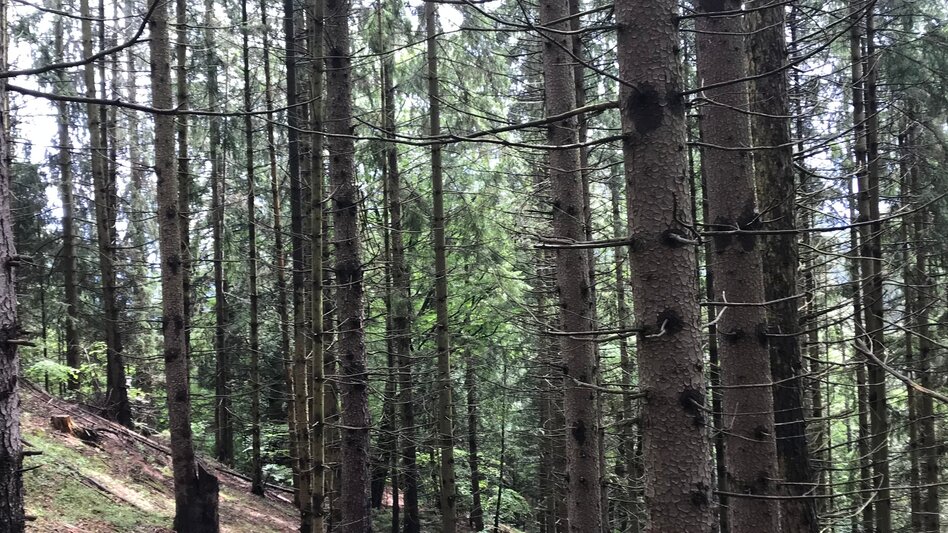 Hiking route From St. Dionysen/Bruck to the Kotzalm - Touren-Impression #2.7 | © TV Hochsteiermark