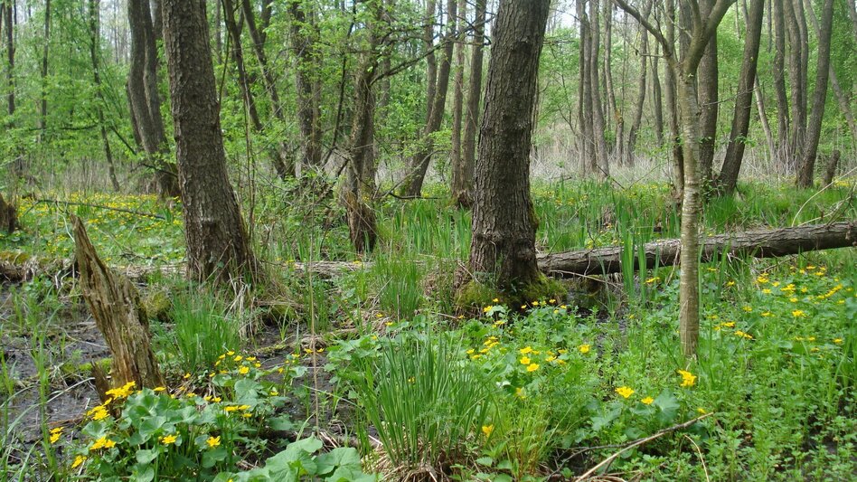 Wanderung Au & Uferweg - Lange Variante / Weg 8 - Touren-Impression #2.1 | © Thermen- & Vulkanland