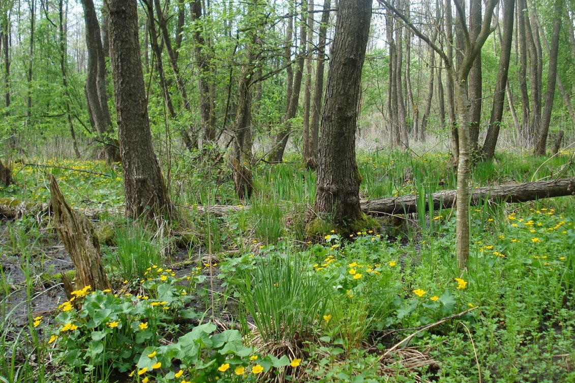 Wanderung Au & Uferweg - Lange Variante / Weg 8 - Touren-Impression #1 | © Thermen- & Vulkanland