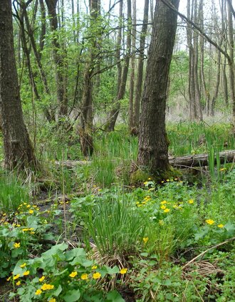 Besondere Vegitation im Augebiet | Johann Gollowitsch | © Thermen- & Vulkanland