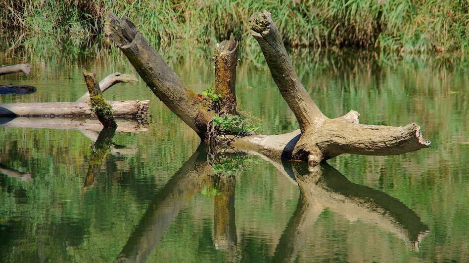 Wanderung Au & Uferweg - Lange Variante / Weg 8 - Touren-Impression #2.7 | © Thermen- & Vulkanland