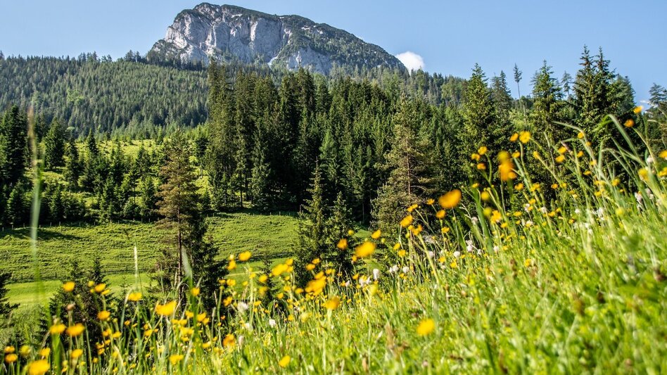 Wanderung Adambaueralm Hinterwildalpen - Touren-Impression #2.6 | © TV Gesäuse