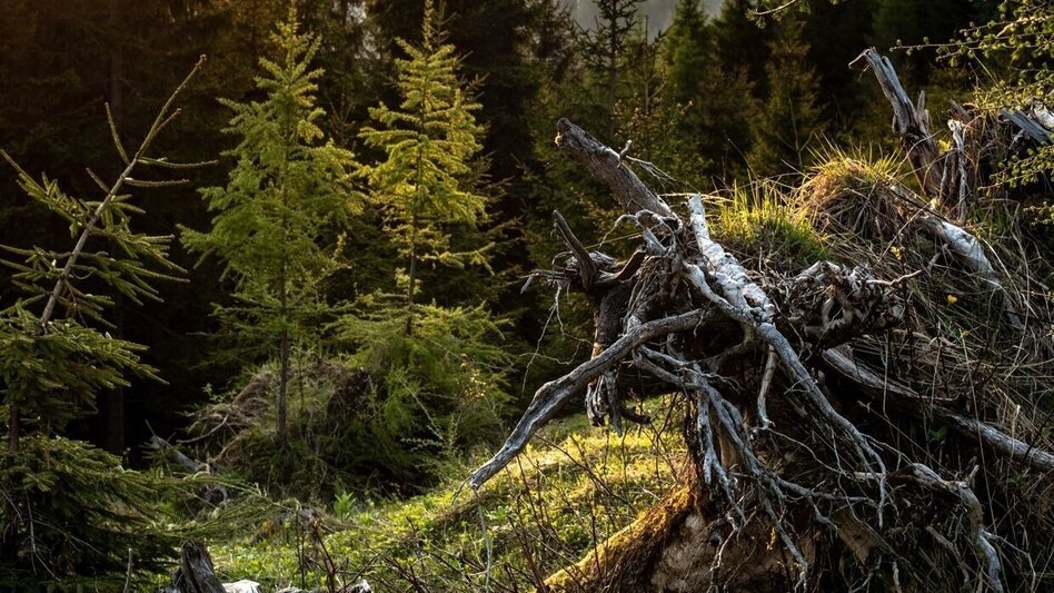 Wanderung Adambaueralm Hinterwildalpen - Touren-Impression #2.7 | © TV Gesäuse
