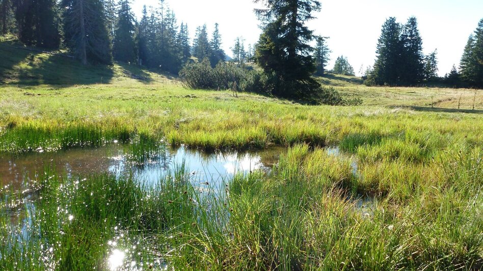 Bergtour Buchberg Wildalpen - Touren-Impression #2.2 | © Tourismusverband Wildalpen