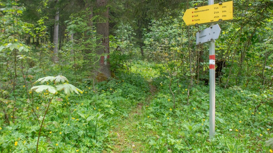 Bergtour Buchberg Wildalpen - Touren-Impression #2.4 | © TV Gesäuse