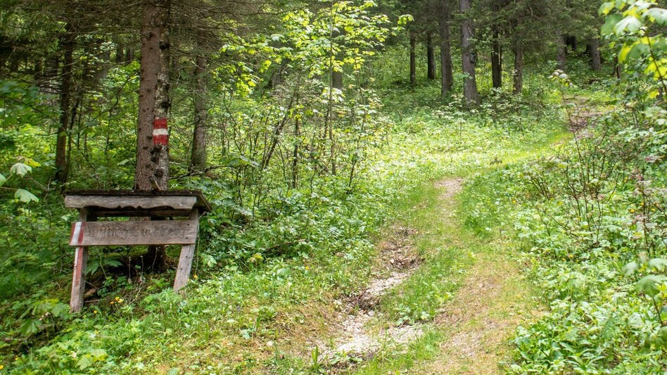 Bergtour Buchberg Wildalpen - Touren-Impression #2.5 | © TV Gesäuse