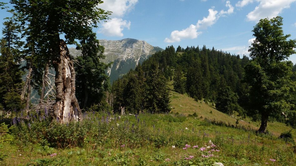 Bergtour Dürrenstein  von Wildalpen - Touren-Impression #2.1 | © Tourismusverband Wildalpen