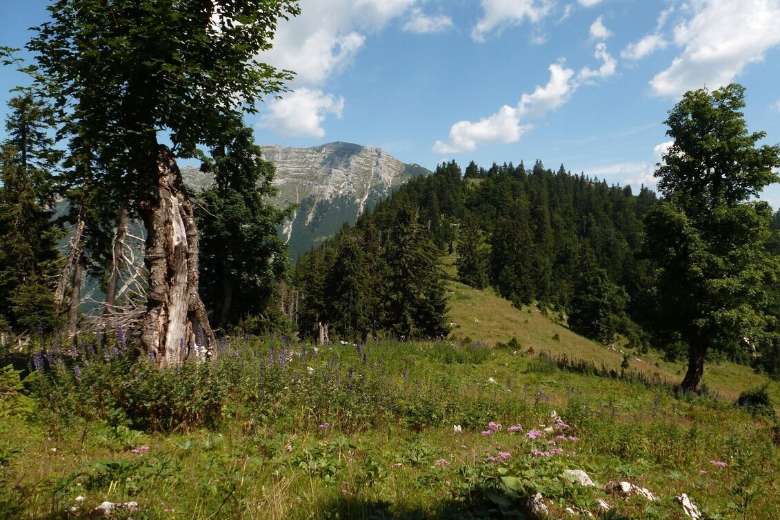 Bergtour Dürrenstein  von Wildalpen - Touren-Impression #1 | © Tourismusverband Wildalpen