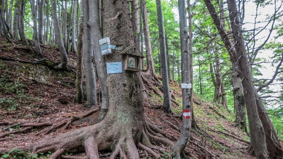 Bergtour Dürrenstein  von Wildalpen - Touren-Impression #2.9 | © TV Gesäuse