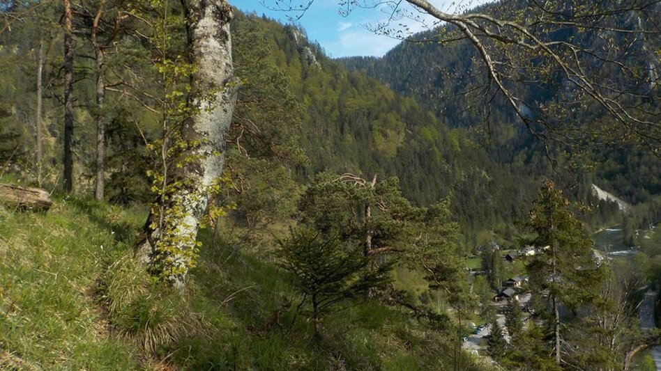 Hiking route Hopfgartenrunde Wildalpen - Touren-Impression #2.4 | © Tourismusverband Wildalpen