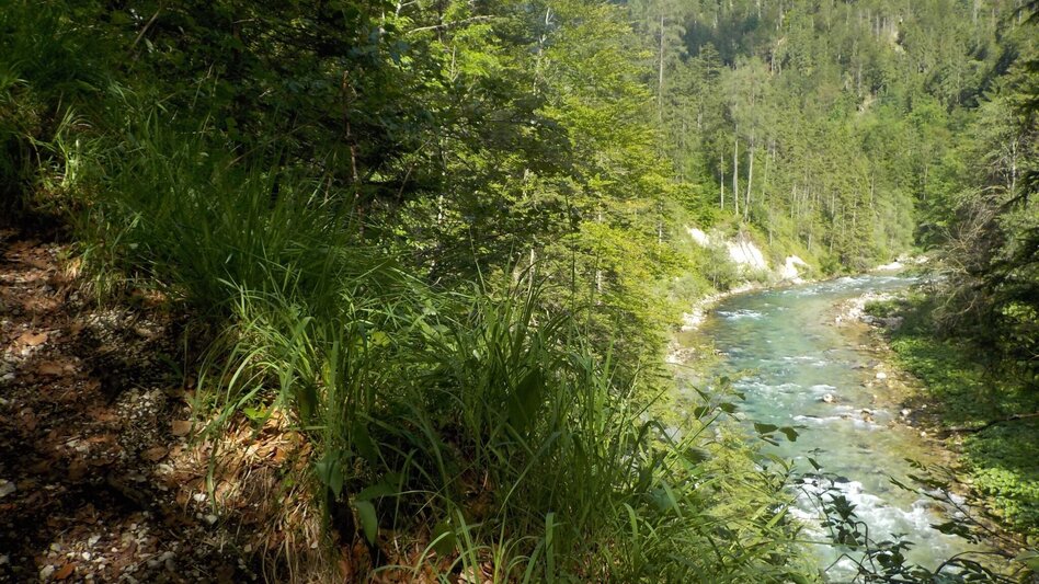 Wanderung Kräuterhalsrunde Wildalpen - Touren-Impression #2.6 | © Tourismusverband Wildalpen